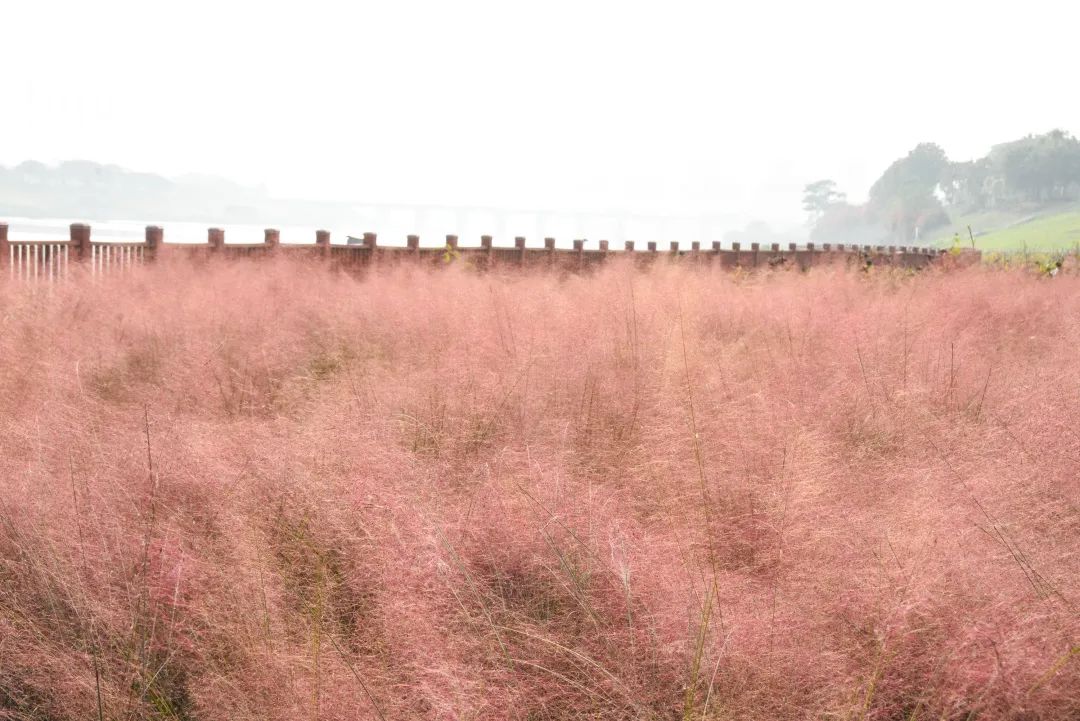 芦苞花海生态公园